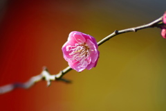 寒紅梅