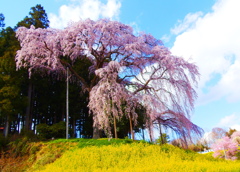 合戦場の枝垂桜