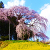 合戦場の枝垂桜
