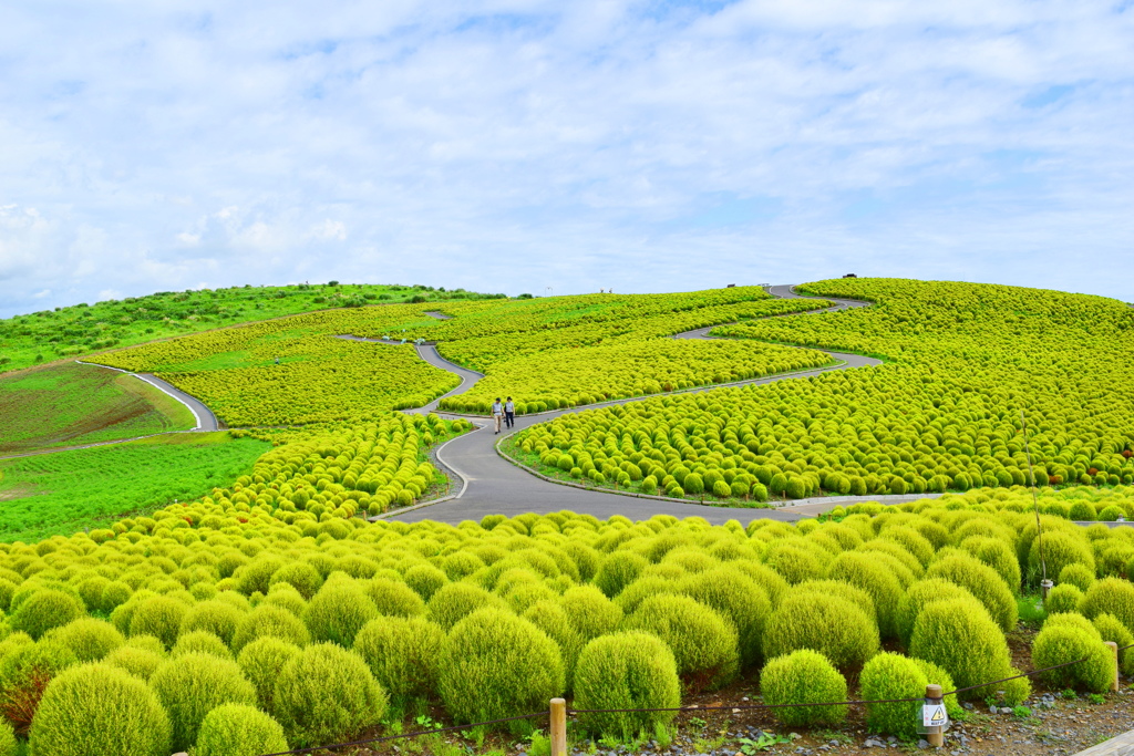 ひたちなか海浜公園のコキア
