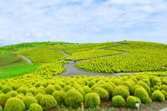 ひたちなか海浜公園のコキア