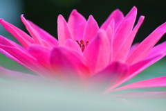 華麗