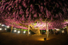 紫４