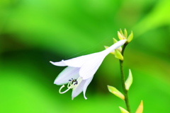 ギボウシ