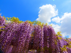 青空と藤