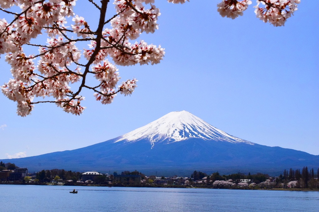 富士とさくら