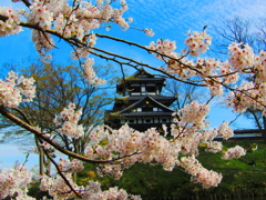 高田城の桜