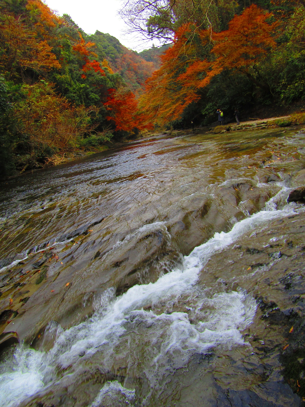 水の流れともみじ