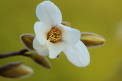 コブシ咲くあの丘北国の～