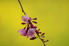 サイクリングで９