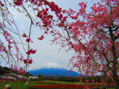 桜と富士