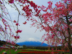 桜と富士