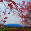 桜と富士