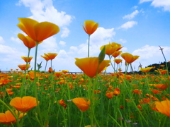 初夏の花