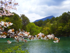 桜と毘沙門沼