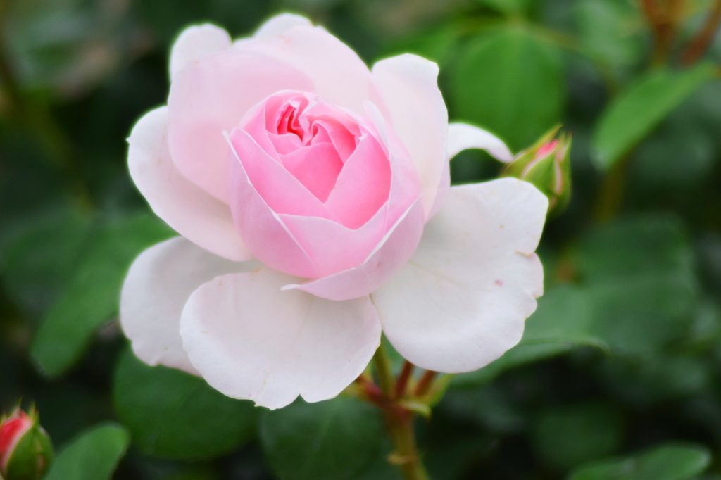 良く撮ってよね