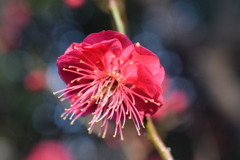 紅梅