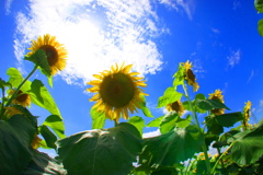 夏空とひまわり