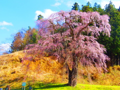 福田寺の糸桜