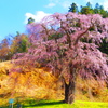 福田寺の糸桜