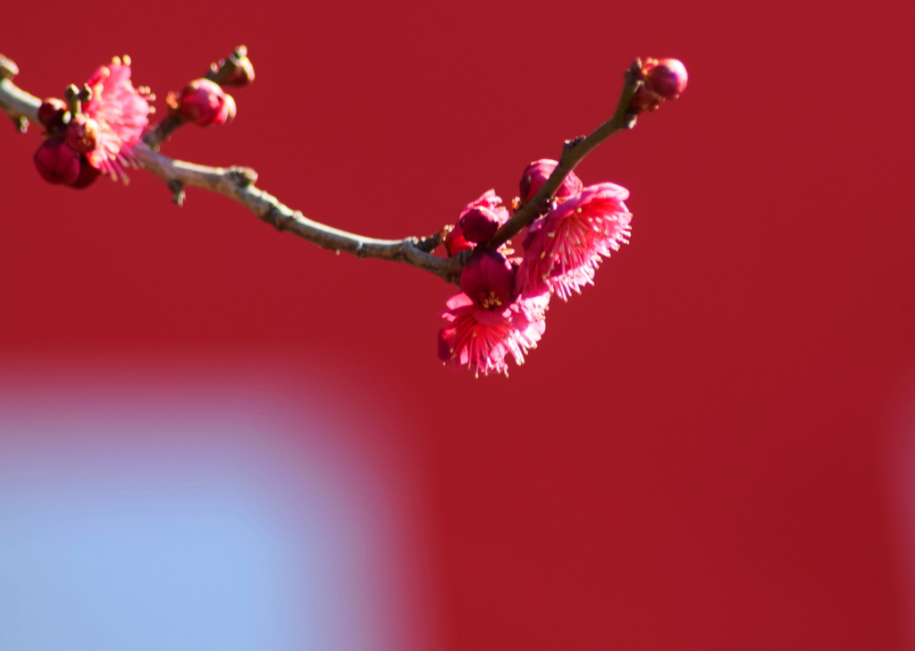 今　咲きました～～