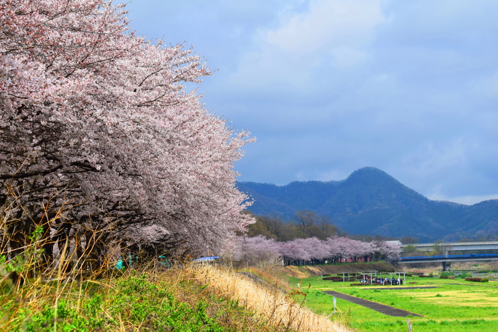 佐野市のさくら