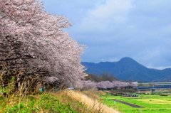 佐野市のさくら
