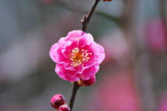 早春の候