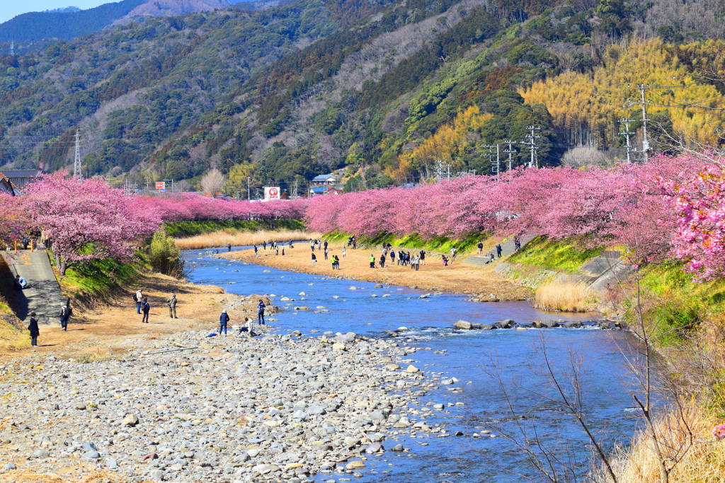 河津桜まつり