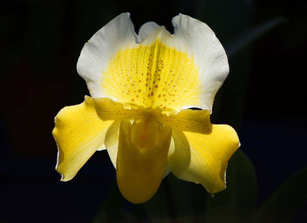 スポットライトの中の蘭