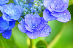 雨の紫陽花