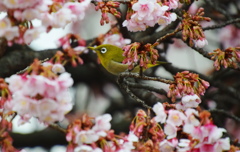 寒桜とメジロ