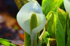 春５