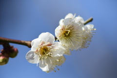 白梅　３