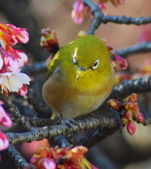 お顔