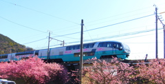 満開のさくらに伊豆急