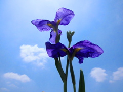 青空と