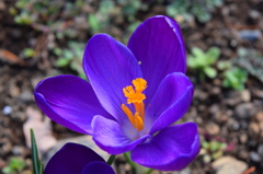 クロッカス咲きました