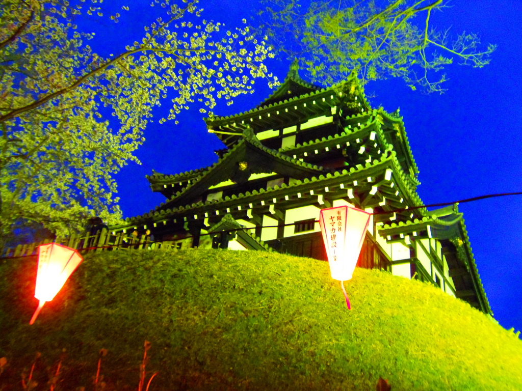 高田城の夜桜
