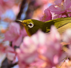 花と鳥