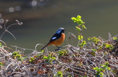 野鳥観察