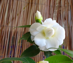 白菊と名の椿