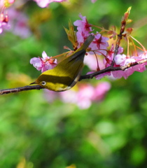 河津さくらに遊ぶメジロ
