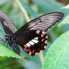シロオビアゲハ蝶