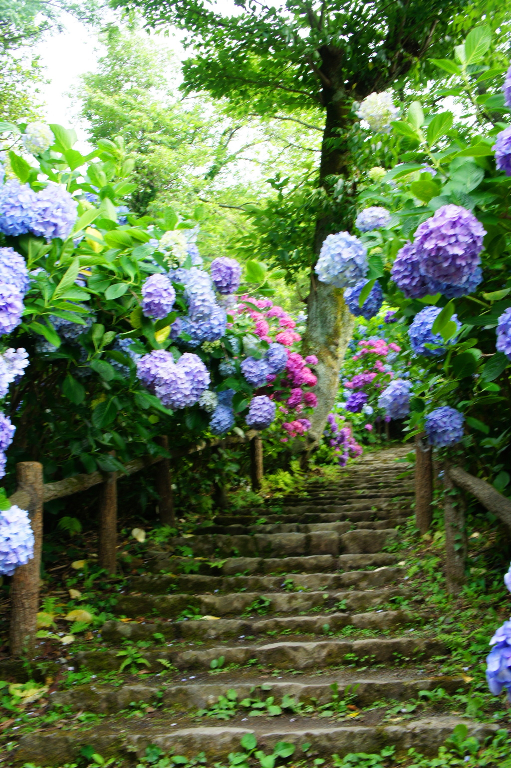 紫陽花の小路
