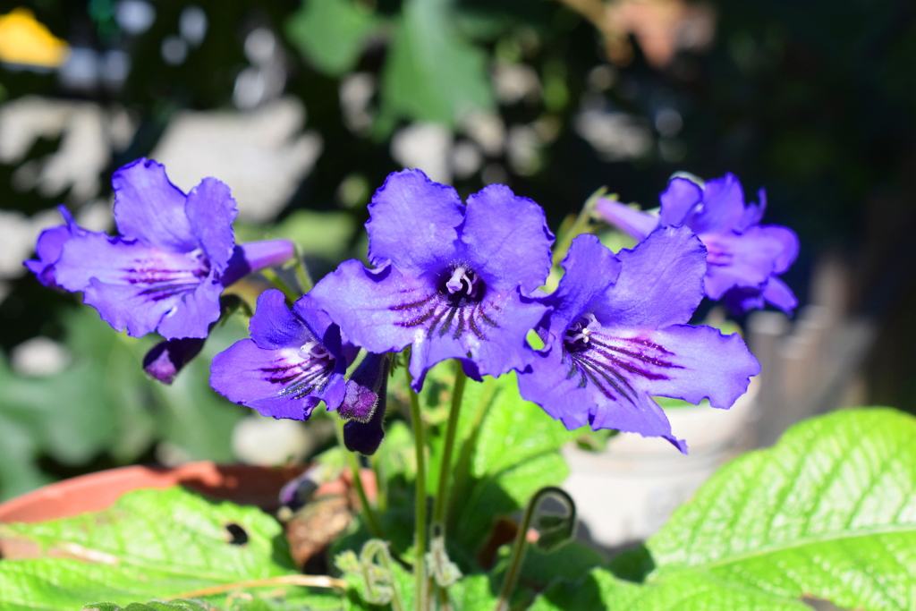 紫の花