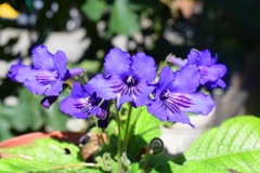 紫の花