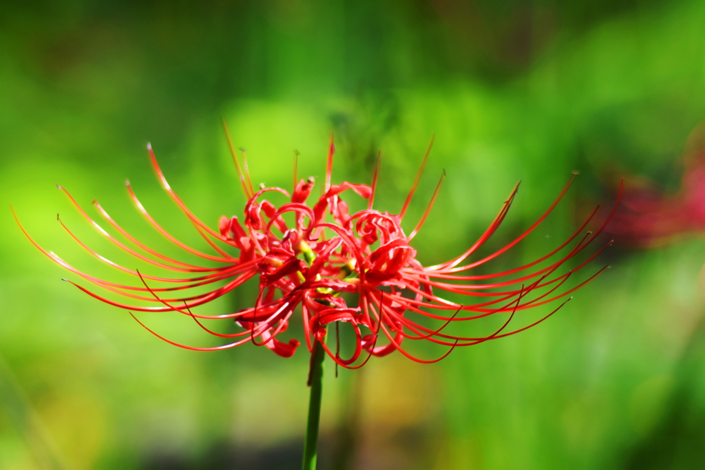 残り花