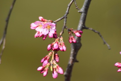 上田城の紅枝垂桜
