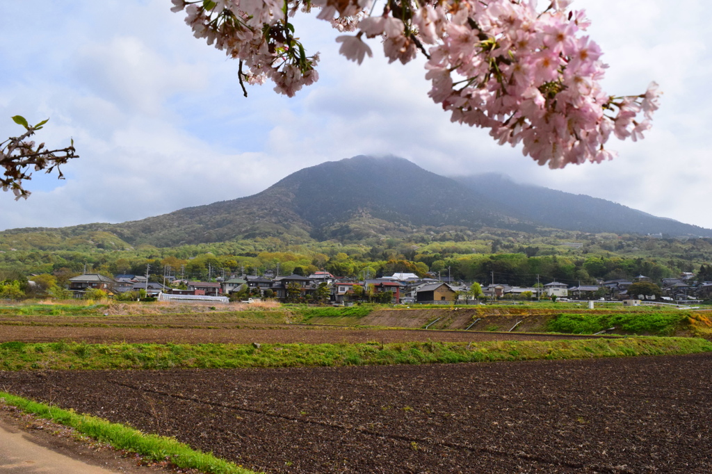 筑波山とさくら